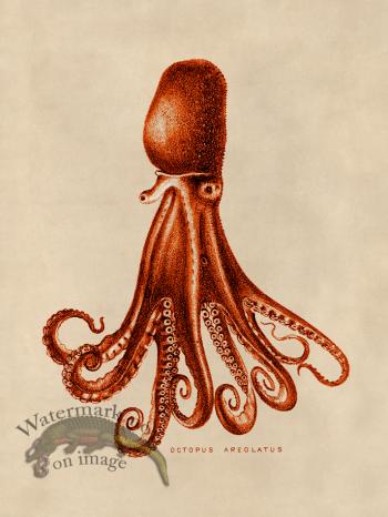 Octopus Orange 14